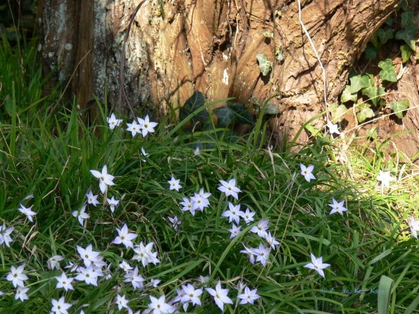 Bois des Moutiers (118) mars 2012